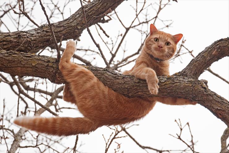 KONKURS - Cat-in-tree.jpg